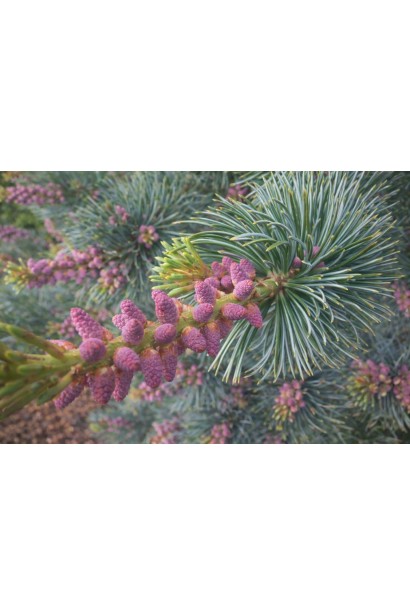 Pinus parviflora Кінпо молоді шишки